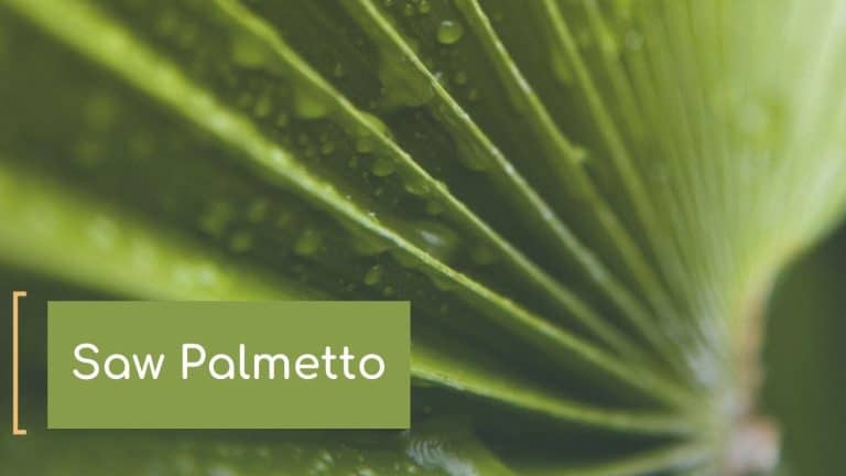 Saw Palmetto και Τριχόπτωση: Πόσο Αποτελεσματικό Είναι στην Ανδρογενετική Αλωπεκία;