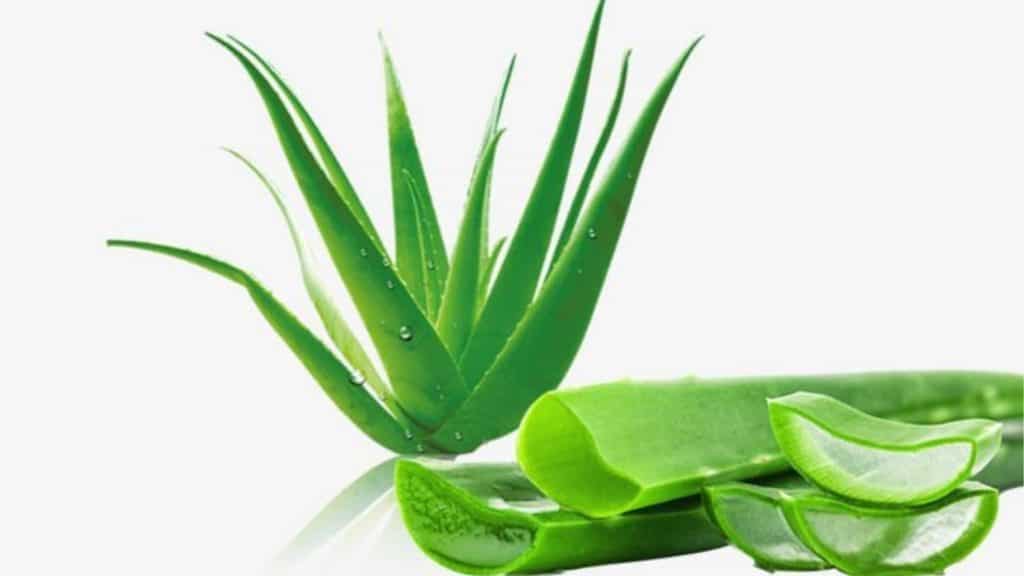 aloe vera