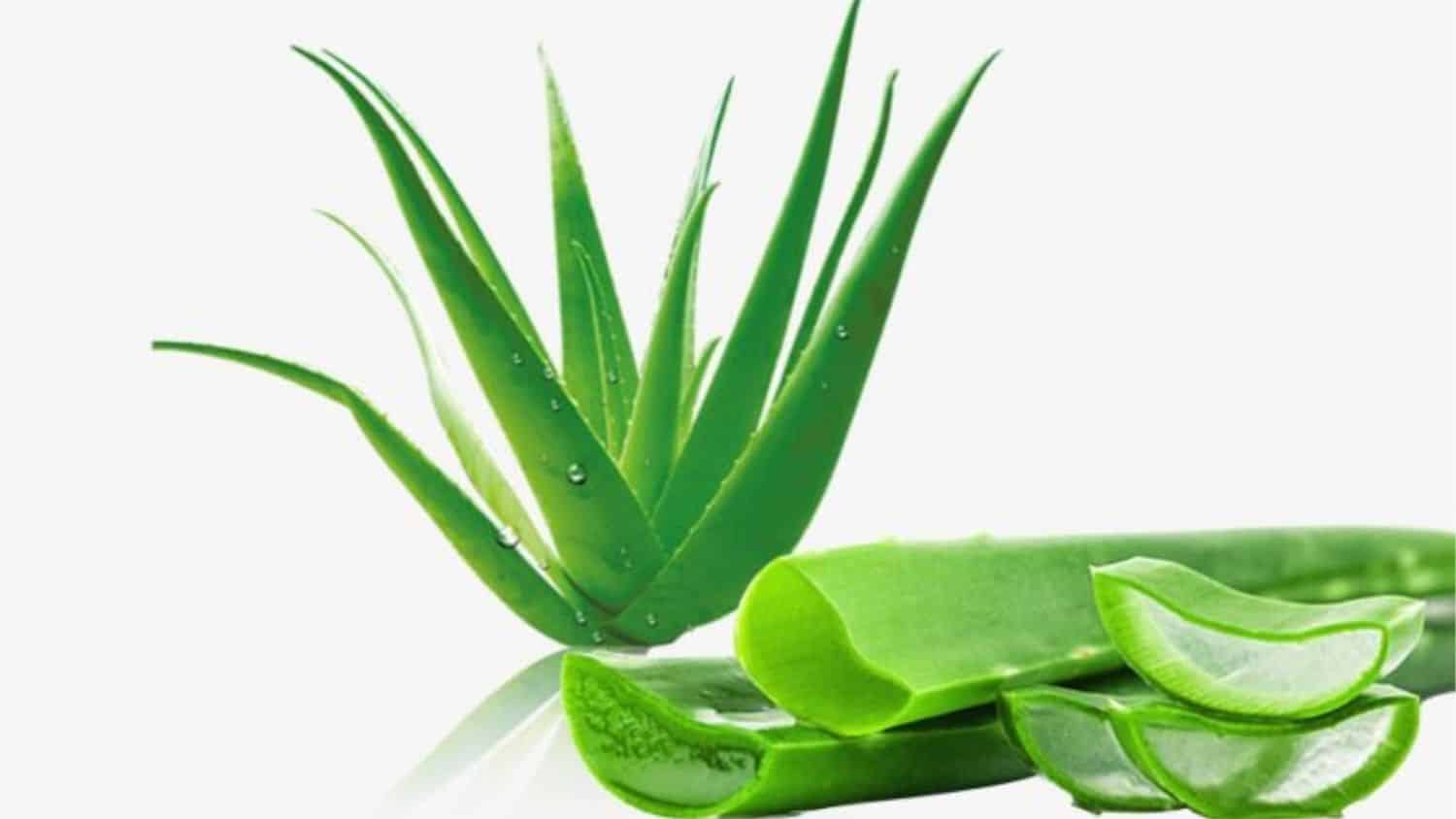 aloe vera